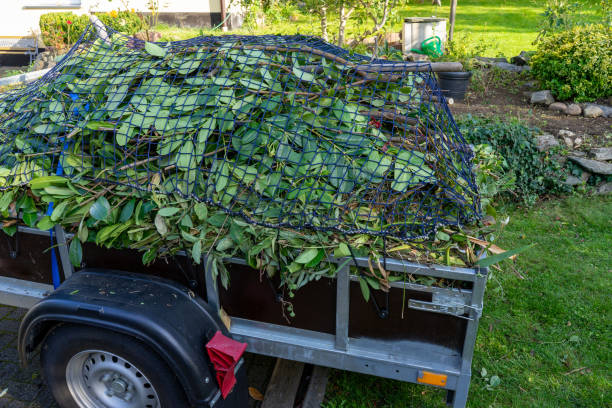 Shed Removal